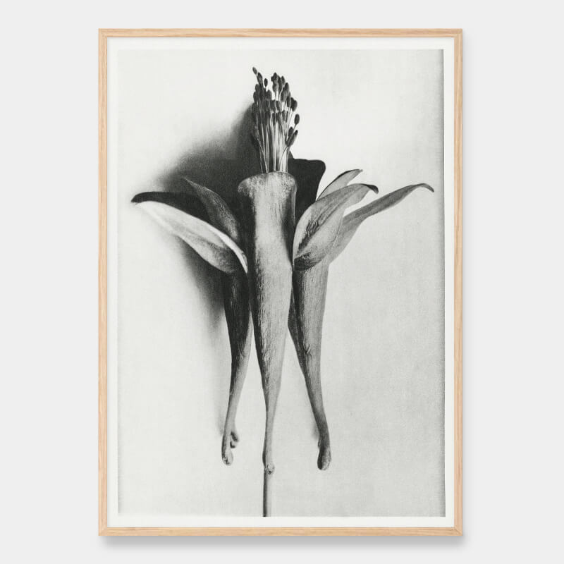 Aquilegia Chrysantha