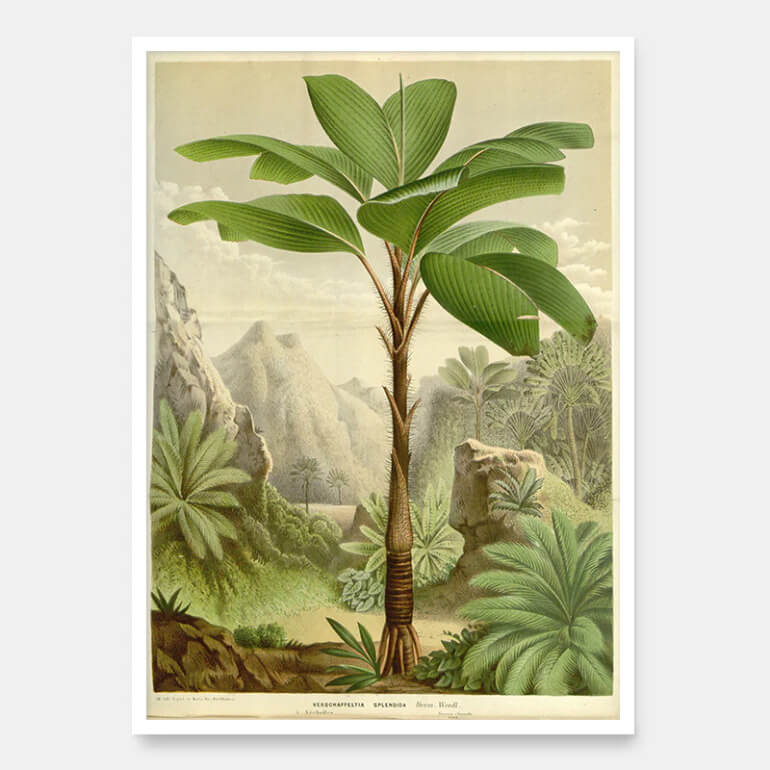 Flora
