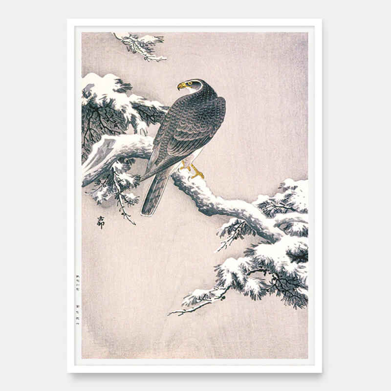 Habicht auf schneebedecktem Kiefernzweig