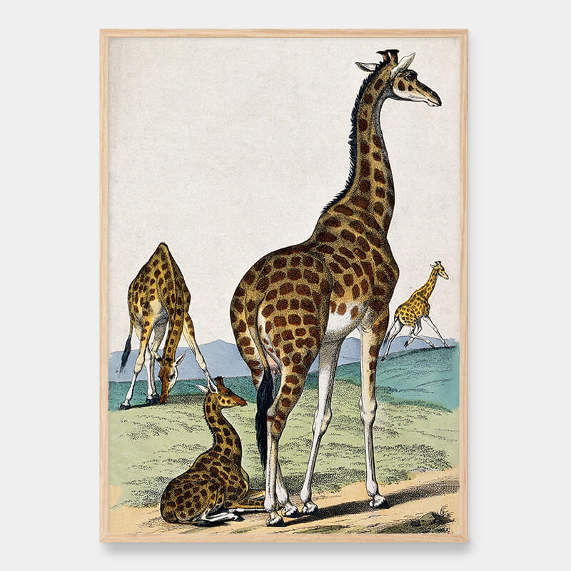 Vier Giraffen