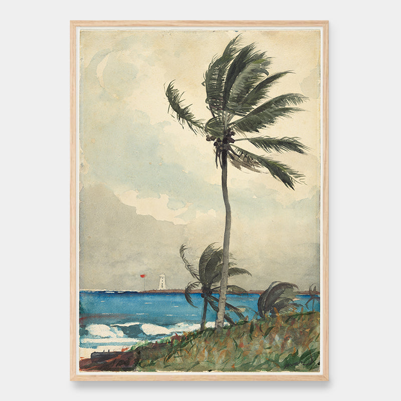 Nassau-Palme im Wind