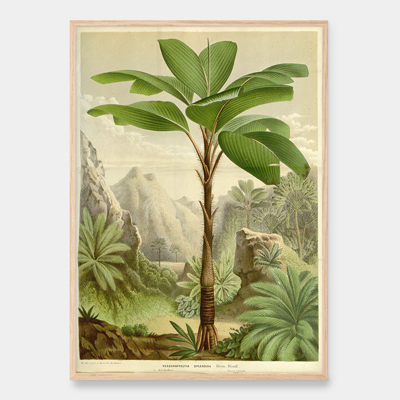 Flora