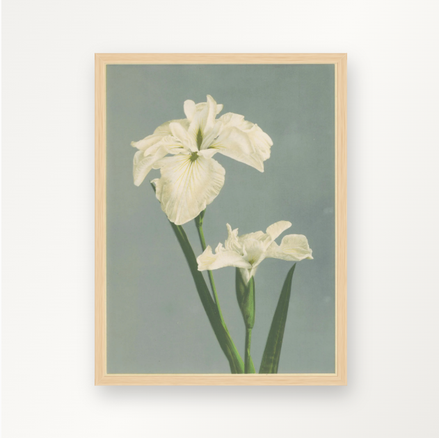 Weiße Iris