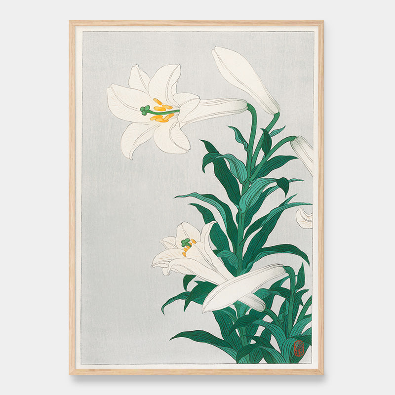 Lilien