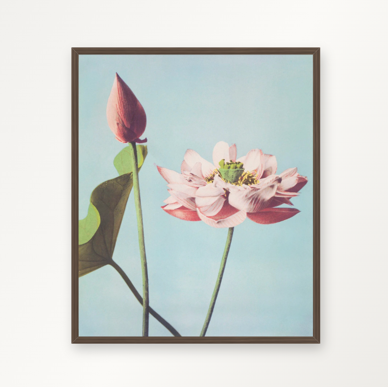 Lotusblumen