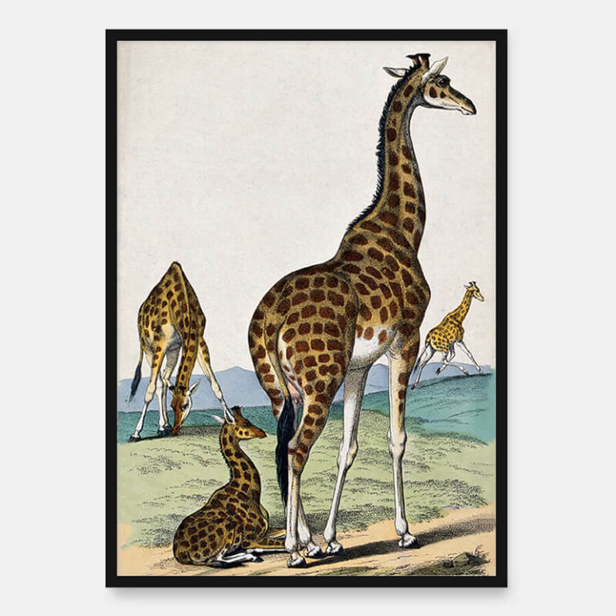 Vier Giraffen