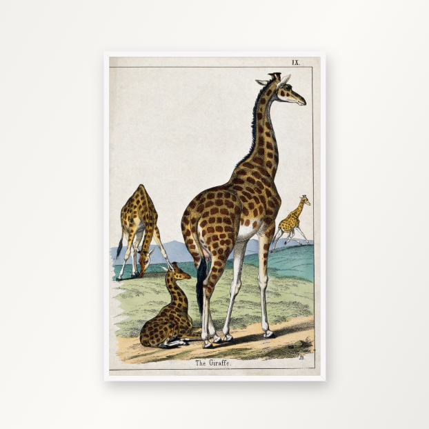 Vier Giraffen
