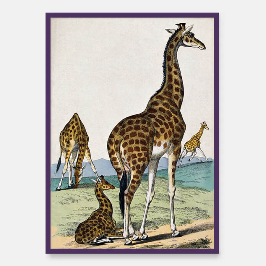Vier Giraffen